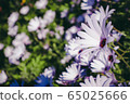 花 65025666