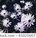 花 65025667
