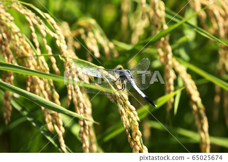 鹽卡拉通博 65025674