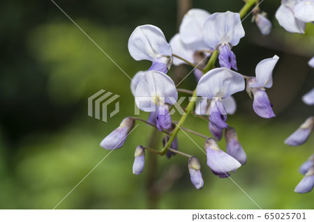 紫藤花 紫藤花 65025701