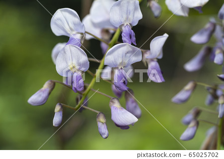 紫藤花 紫藤花 65025702