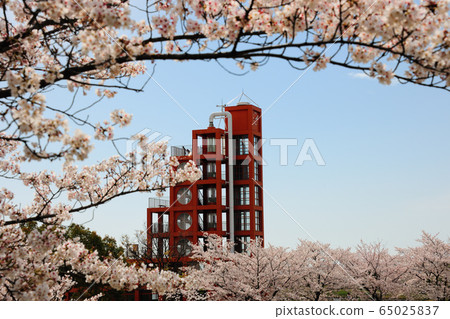 Cherry blossoms at Ochiai Park Cherry blossoms at Ochiai Park 65025837