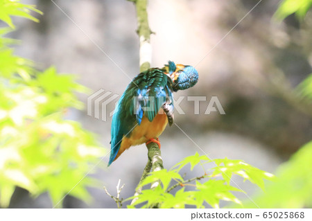 Kingfisher 1193- Kingfisher 1193- 65025868