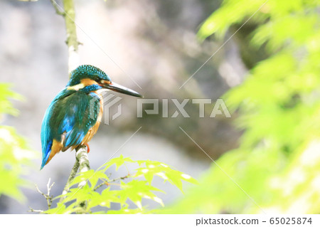 Kingfisher 1224 Kingfisher 1224 65025874