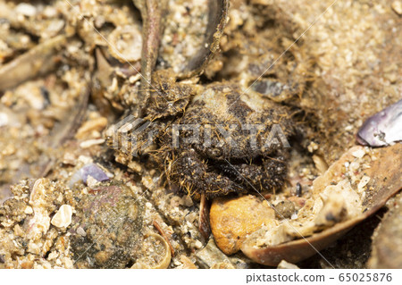 肉球近方蟹 65025876