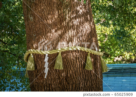 明治神宮神社-沖繩之戀 65025909