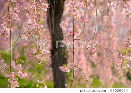 Spring full bloom Spring full bloom 65026034