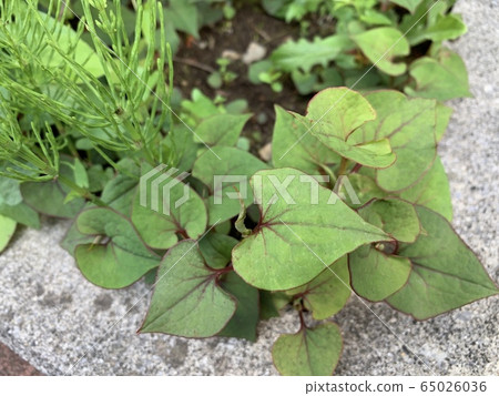 Green leaves Green leaves 65026036