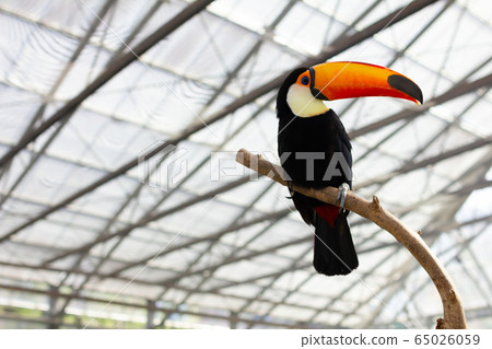 Toucan in the Kachoen Toucan in the Kachoen 65026059