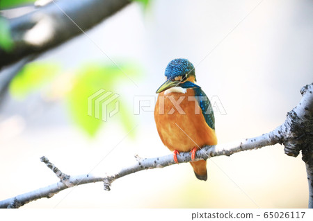 翠鳥1003 65026117