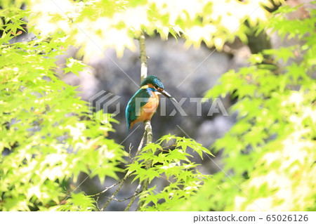 翠鳥1067 65026126