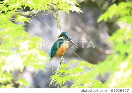 翠鳥1086 65026127