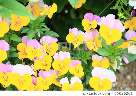 Viola flowers Viola flowers 65026261