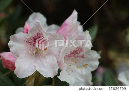 Rhododendron flower Rhododendron flower 65026709