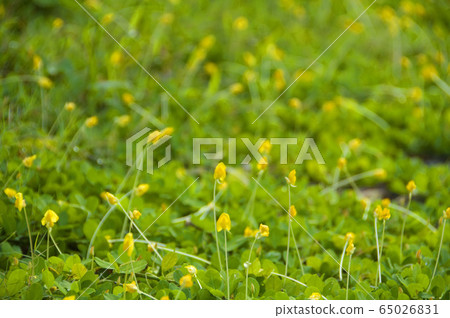 蔓花生,花,開花植物,草 65026831