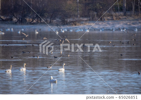 April Whooper swan resting in Biei April Whooper swan resting in Biei 65026851