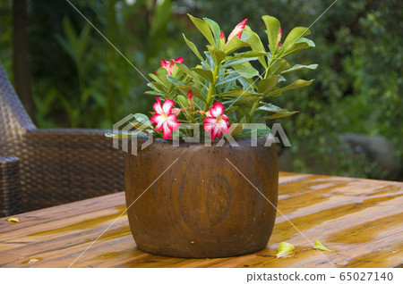 沙漠玫瑰,庭園花卉,桌子,盆栽,花 沙漠玫瑰,庭園花卉,桌子,盆栽,花 65027140