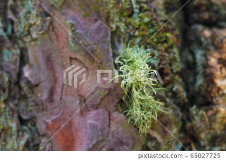 Texture of the brown bark of a tree with green moss and lichen on it. Tree bark texture. 65027725