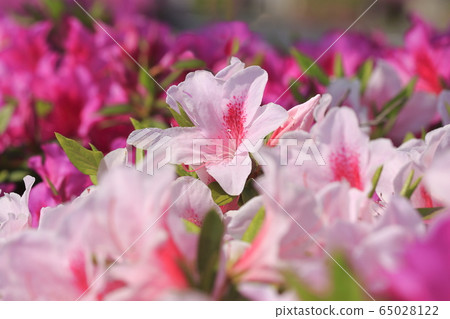 Azalea in full bloom close up Azalea in full bloom close up 65028122