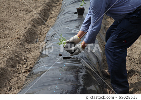 西瓜移栽 西瓜移栽 65028515