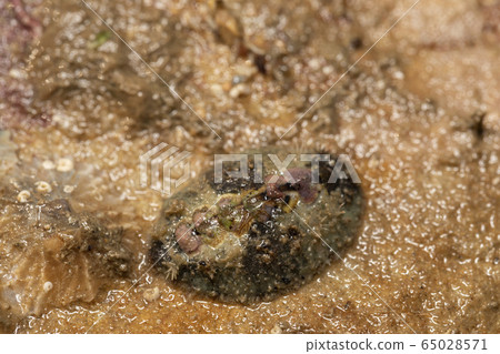 Himeji Hazara 65028571