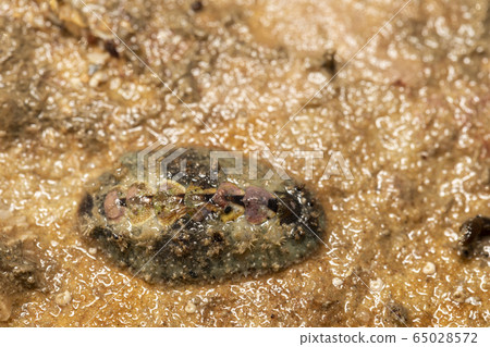 姬路哈扎拉 65028572