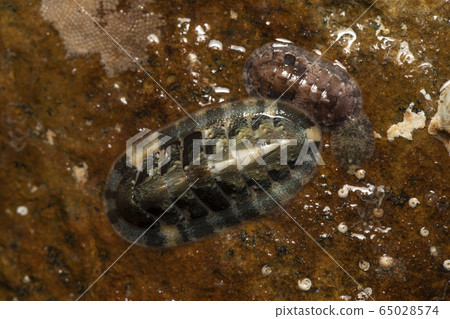 烏沙裡蓋 烏沙裡蓋 65028574