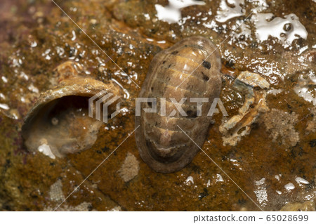 烏沙裡蓋 65028699