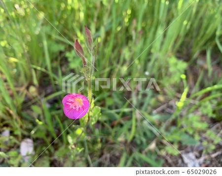 一朵小粉紅色的花 65029026