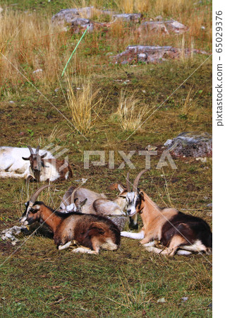 Lambs and goats lie in a meadow high in the Alps. Lambs and goats lie in a meadow high in the Alps. 65029376