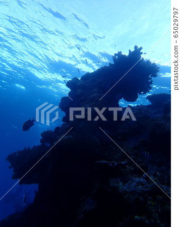 Coral (Iriomote Island) 65029797