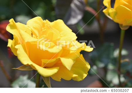 Rose (Henry Fonda) Rose (Henry Fonda) 65030207