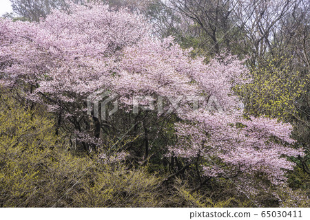 [Shizuoka Prefecture] Mamezakura Mt. 65030411