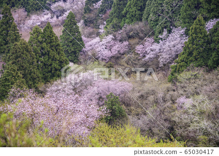 [Shizuoka Prefecture] Mamezakura Mt. 65030417