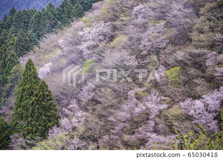 [Shizuoka Prefecture] Mamezakura Mt. 65030418