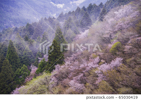 [Shizuoka Prefecture] Mamezakura Mt. 65030419