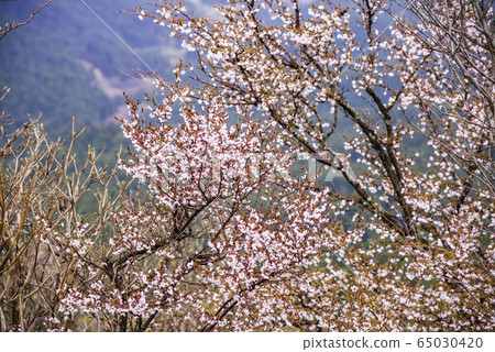 [靜岡縣] Mamezakura山。 65030420