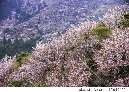 [靜岡縣] Mamezakura山。 65030421
