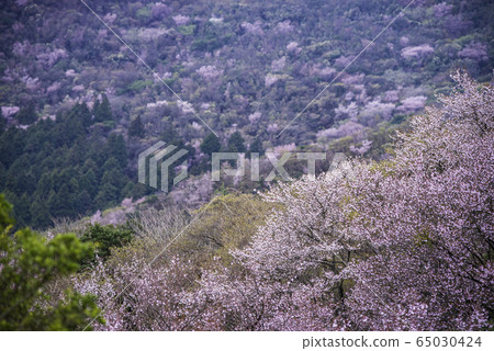 [靜岡縣] Mamezakura山。 65030424