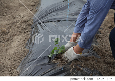 金太郎植樹 65030426