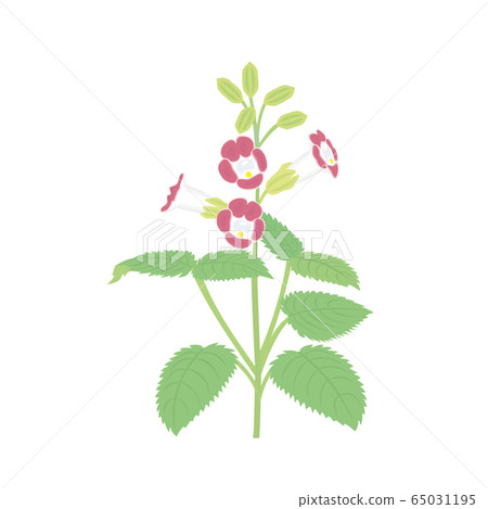 Torenia Torenia 65031195
