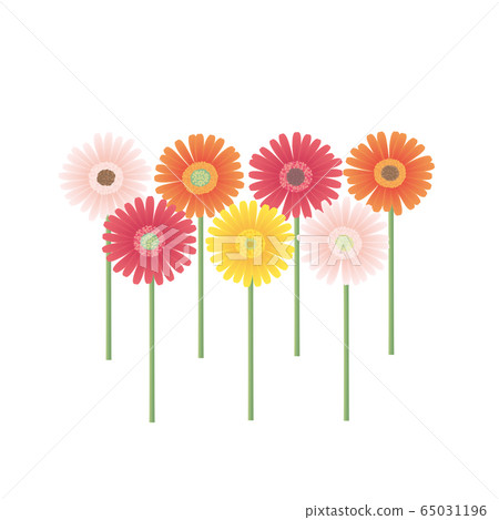 Gerbera Gerbera 65031196