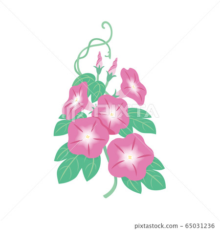 紅色牽牛花 65031236