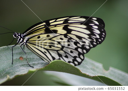 butterfly butterfly 65031552