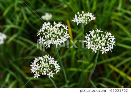 韭菜花,韭菜花季,起陽子,石蒜科 韭菜花,韭菜花季,起陽子,石蒜科 65031762