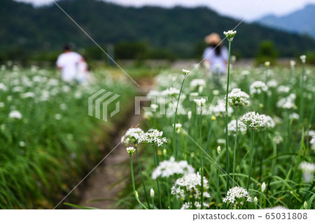 Chinese chive flowers, Chinese chive flower season, Keyangzi, Amaryllidaceae Chinese chive flowers, Chinese chive flower season, Keyangzi, Amaryllidaceae 65031808