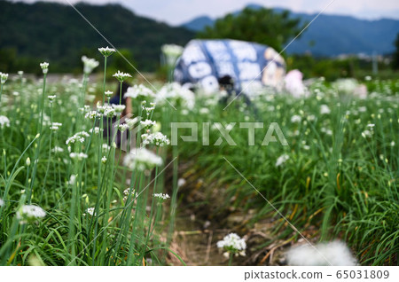 Chinese chive flowers, Chinese chive flower season, Keyangzi, Amaryllidaceae Chinese chive flowers, Chinese chive flower season, Keyangzi, Amaryllidaceae 65031809