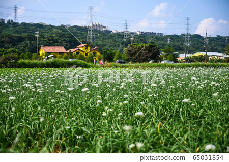 韭菜花,韭菜花季,起陽子,石蒜科 65031854