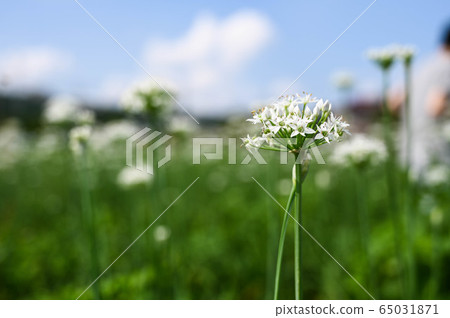 Chinese chive flowers, Chinese chive flower season, Keyangzi, Amaryllidaceae Chinese chive flowers, Chinese chive flower season, Keyangzi, Amaryllidaceae 65031871