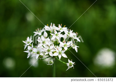 Chinese chive flowers, Chinese chive flower season, Keyangzi, Amaryllidaceae Chinese chive flowers, Chinese chive flower season, Keyangzi, Amaryllidaceae 65031872
